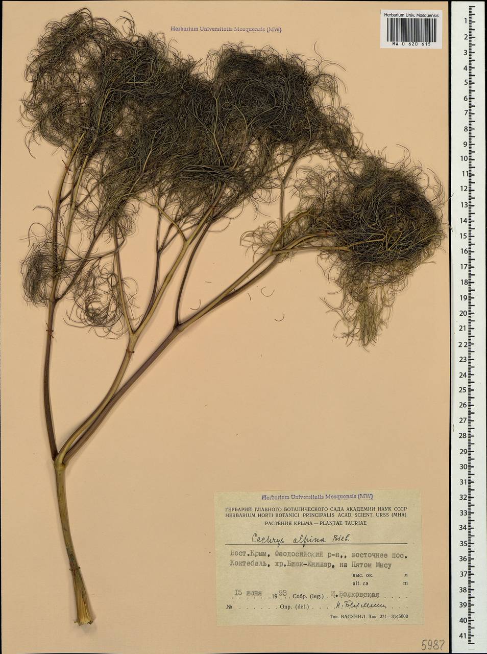 Prangos trifida (Mill.) Herrnst. & Heyn, Crimea (KRYM) (Russia)