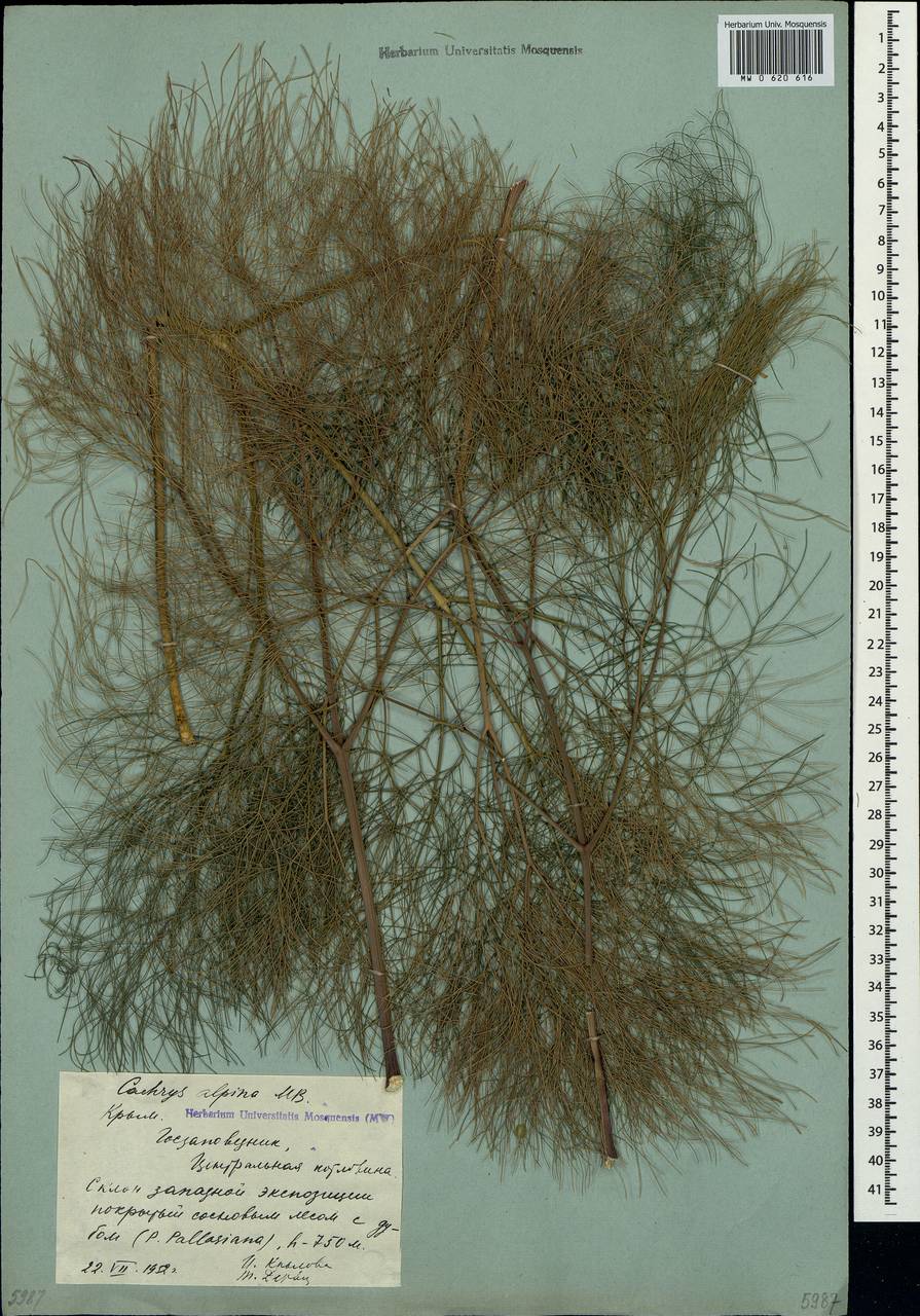 Prangos trifida (Mill.) Herrnst. & Heyn, Crimea (KRYM) (Russia)