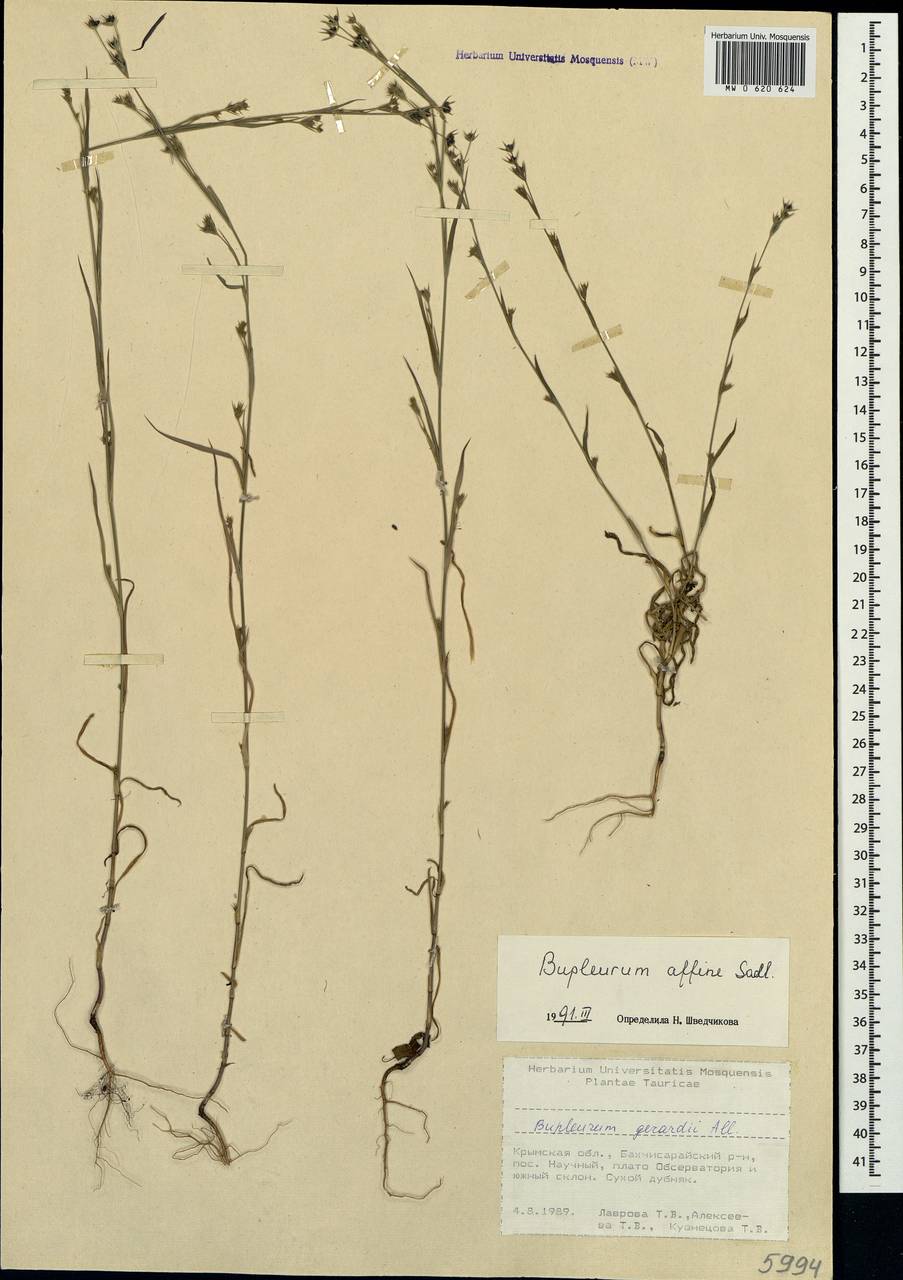 Bupleurum affine Sadler, Crimea (KRYM) (Russia)