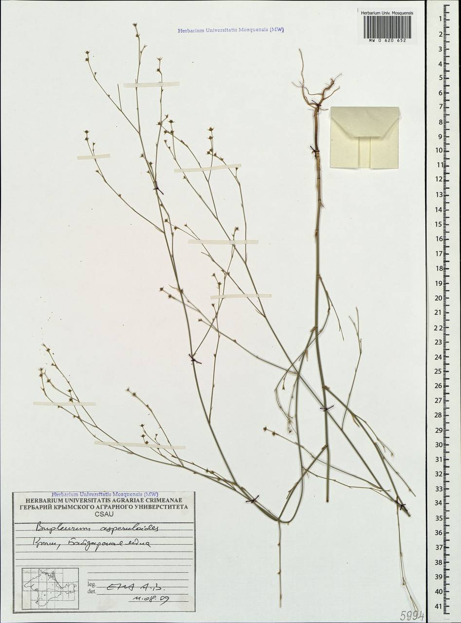Bupleurum asperuloides Heldr. ex Boiss., Crimea (KRYM) (Russia)