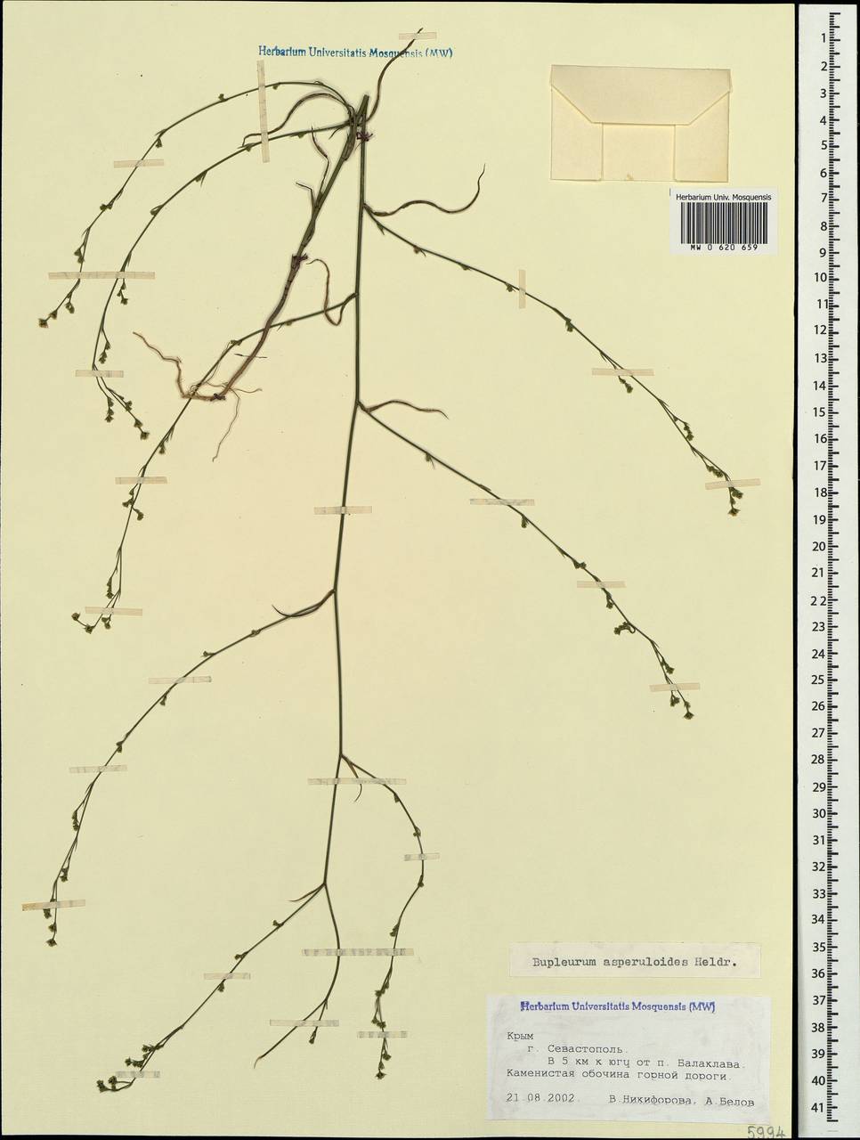 Bupleurum asperuloides Heldr. ex Boiss., Crimea (KRYM) (Russia)