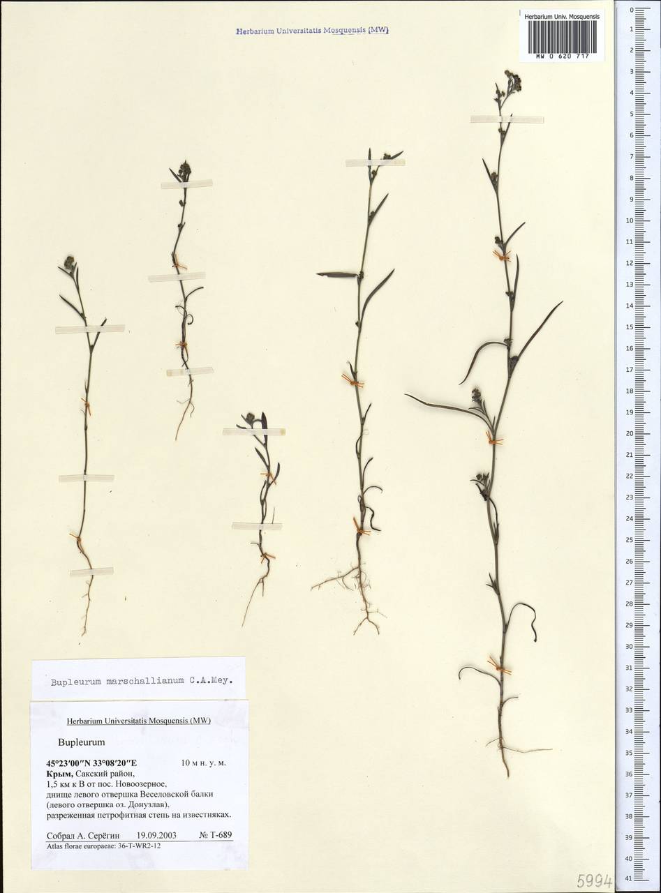 Bupleurum marschallianum C.A.Mey., Crimea (KRYM) (Russia)