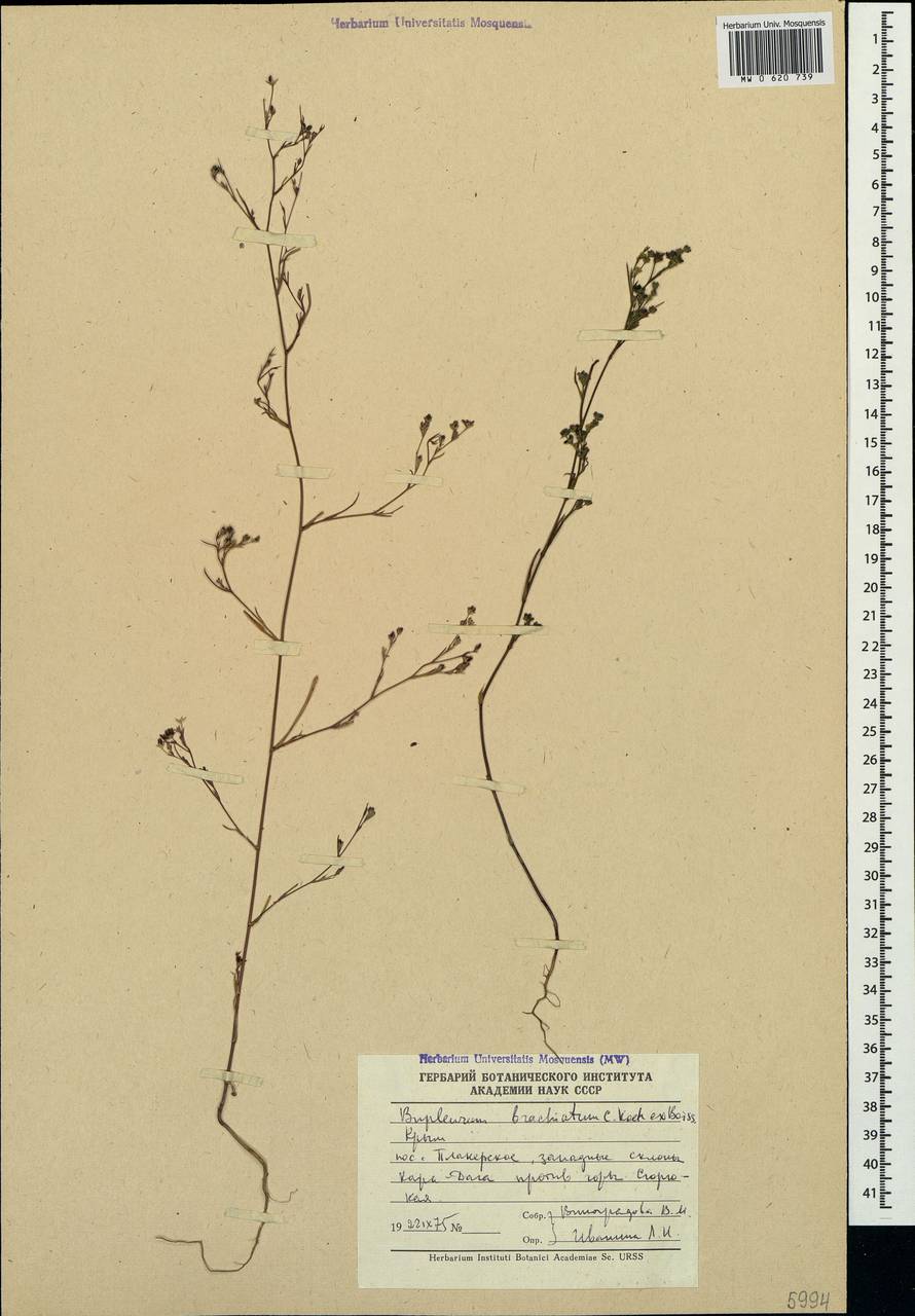 Bupleurum brachiatum K.Koch ex Boiss., Crimea (KRYM) (Russia)
