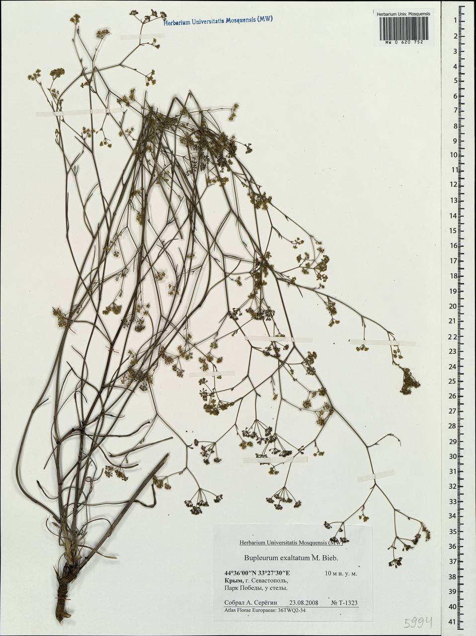 Bupleurum exaltatum M.Bieb., Crimea (KRYM) (Russia)