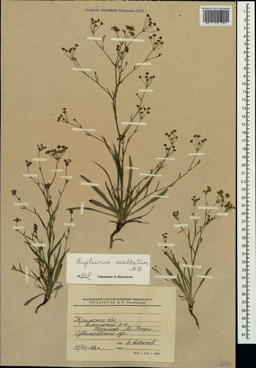 Bupleurum exaltatum M. Bieb., Crimea (KRYM) (Russia)