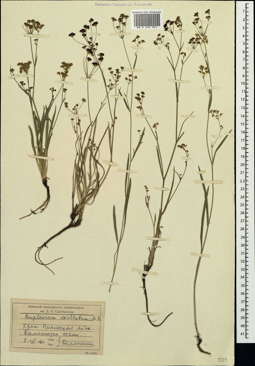 Bupleurum exaltatum M.Bieb., Crimea (KRYM) (Russia)