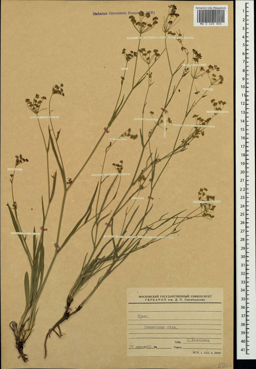 Bupleurum falcatum L., Crimea (KRYM) (Russia)