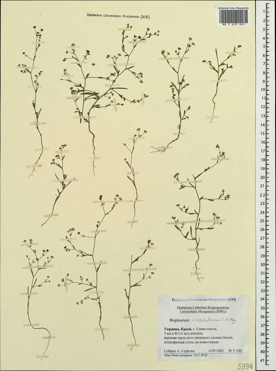 Bupleurum marschallianum C.A.Mey., Crimea (KRYM) (Russia)