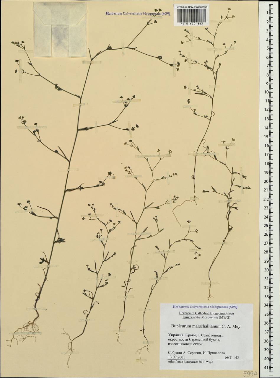 Bupleurum marschallianum C.A.Mey., Crimea (KRYM) (Russia)