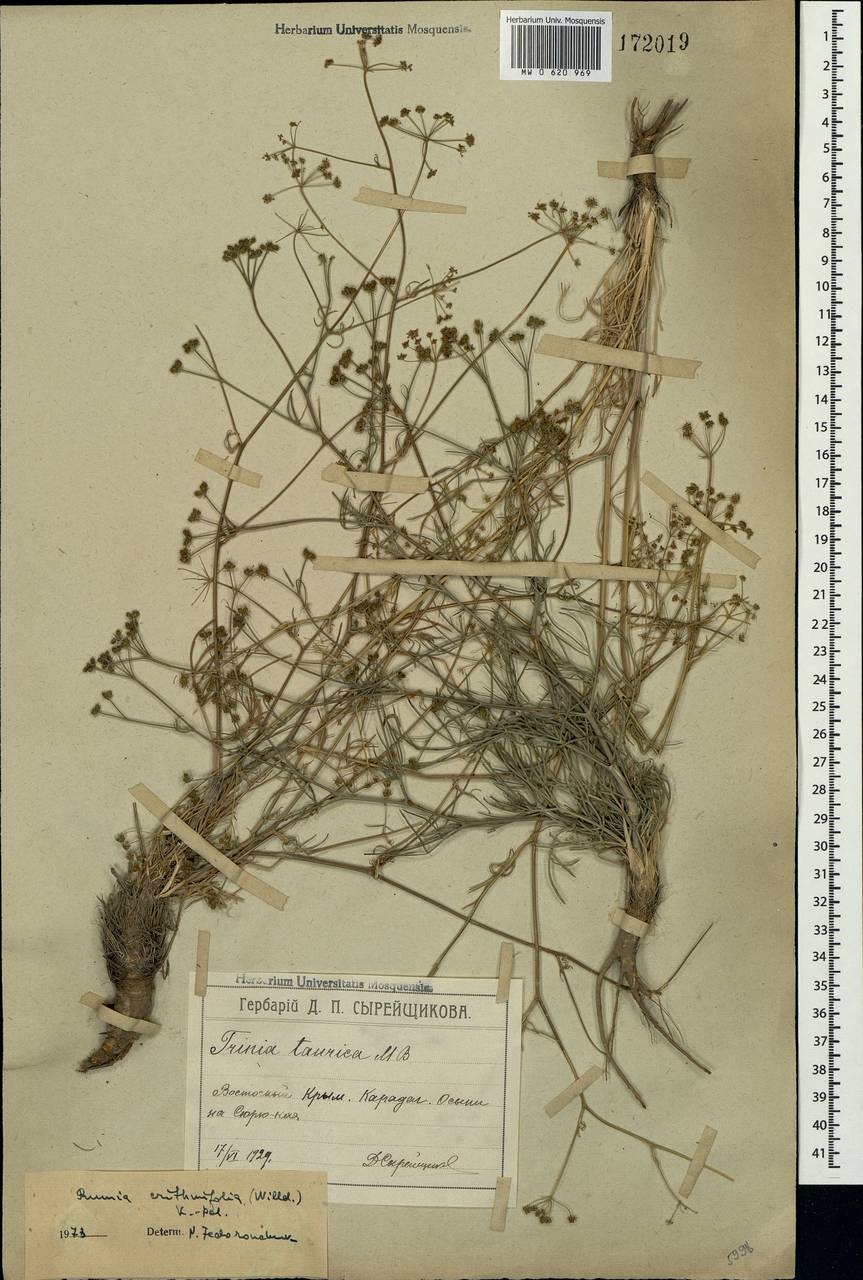 Trinia crithmifolia (Willd.) H.Wolff, Crimea (KRYM) (Russia)