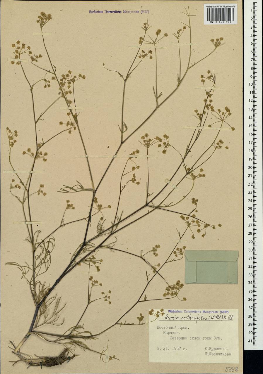 Trinia crithmifolia (Willd.) H. Wolff, Crimea (KRYM) (Russia)