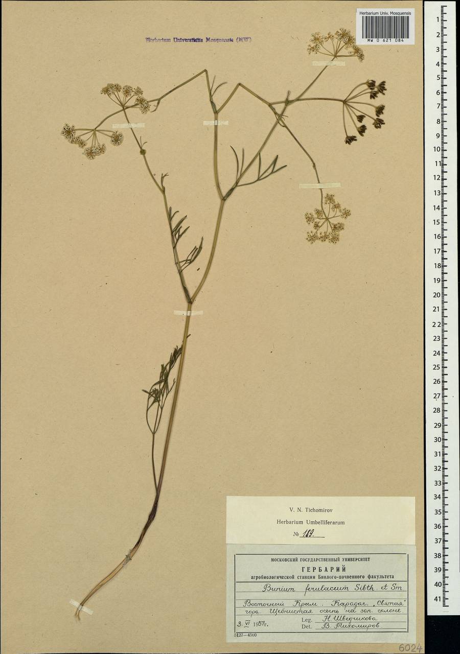 Bunium microcarpum (Boiss.) Freyn & Sint. ex Freyn, Crimea (KRYM) (Russia)
