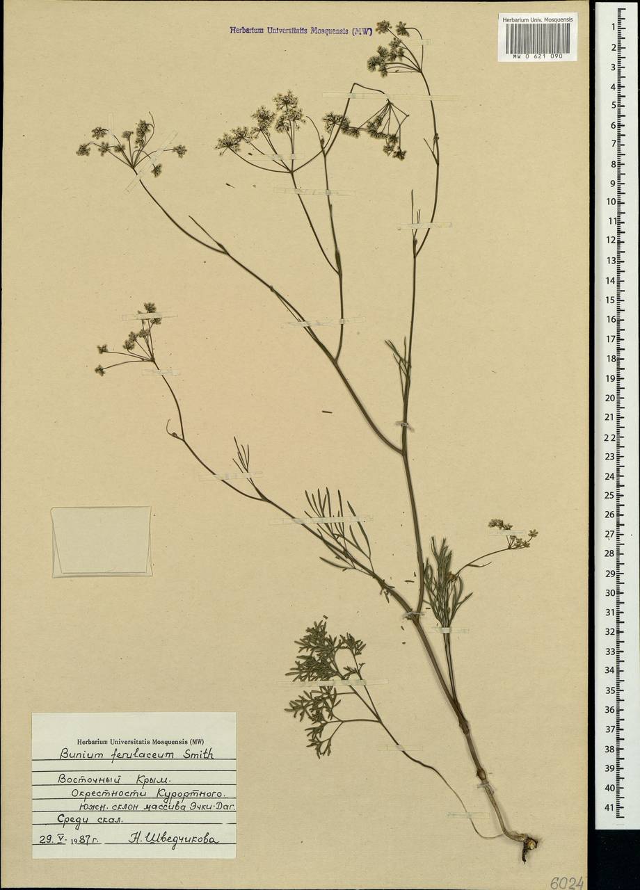 Bunium microcarpum (Boiss.) Freyn & Sint. ex Freyn, Crimea (KRYM) (Russia)