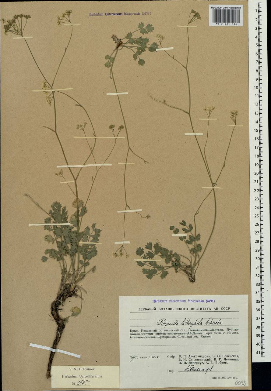 Pimpinella tragium Vill., Crimea (KRYM) (Russia)
