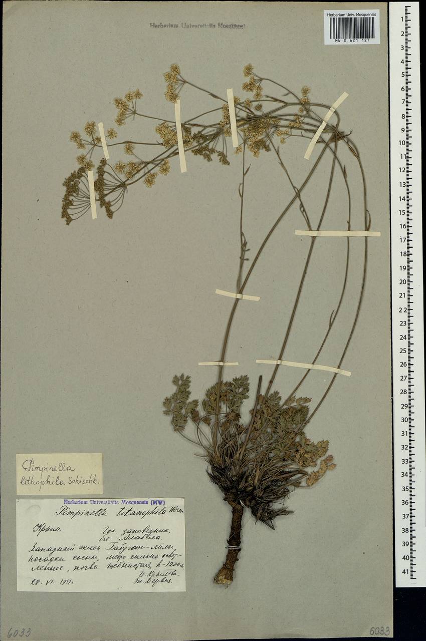 Pimpinella tragium Vill., Crimea (KRYM) (Russia)