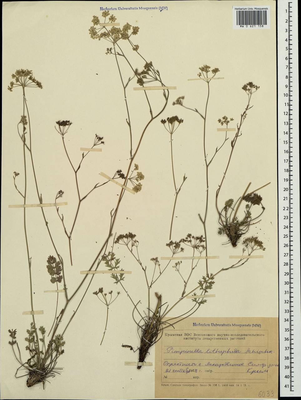 Pimpinella tragium Vill., Crimea (KRYM) (Russia)