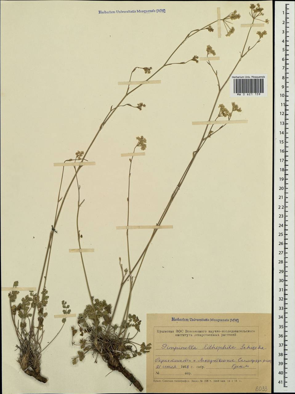 Pimpinella tragium Vill., Crimea (KRYM) (Russia)