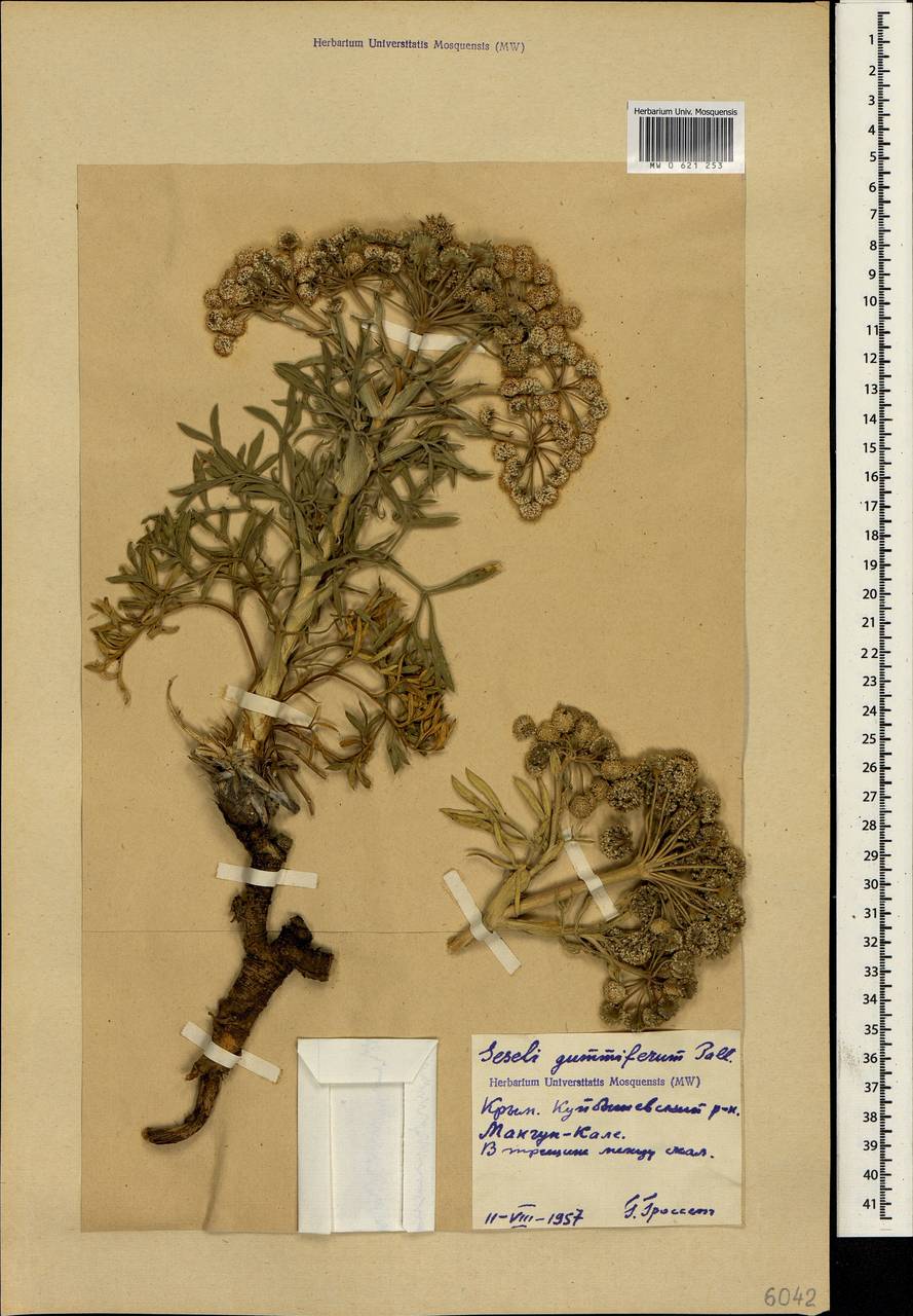 Seseli gummiferum Pall. ex Sm., Crimea (KRYM) (Russia)