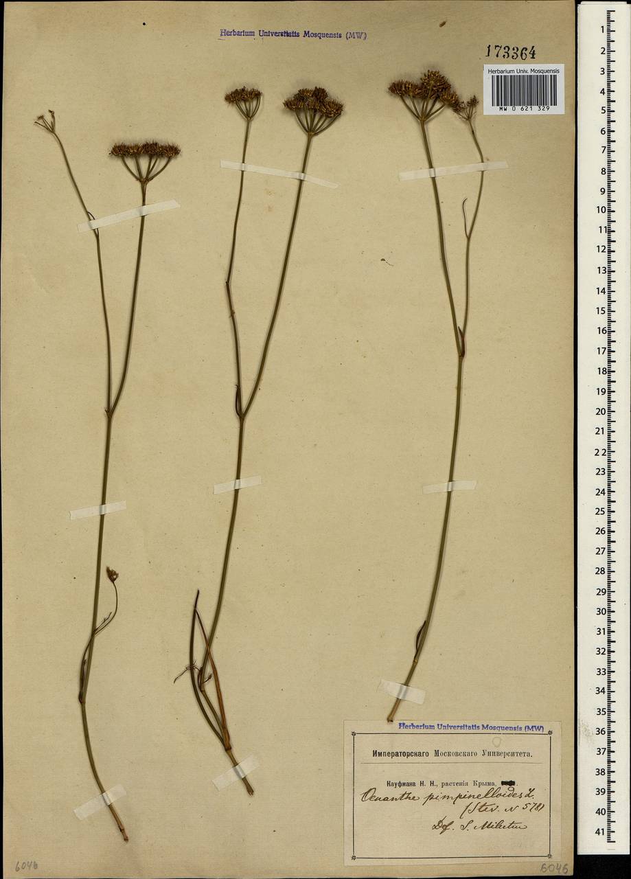Oenanthe pimpinelloides L., Crimea (KRYM) (Russia)