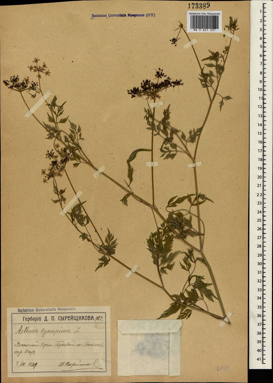 Aethusa cynapium L., Crimea (KRYM) (Russia)