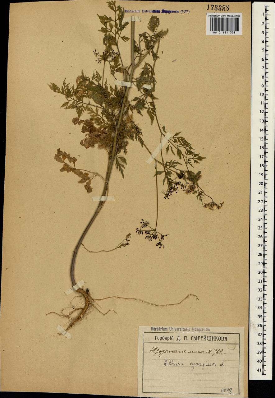 Aethusa cynapium L., Crimea (KRYM) (Russia)