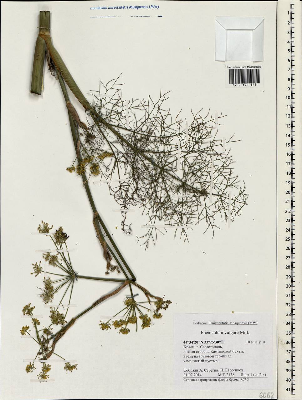 Anethum foeniculum L., Crimea (KRYM) (Russia)