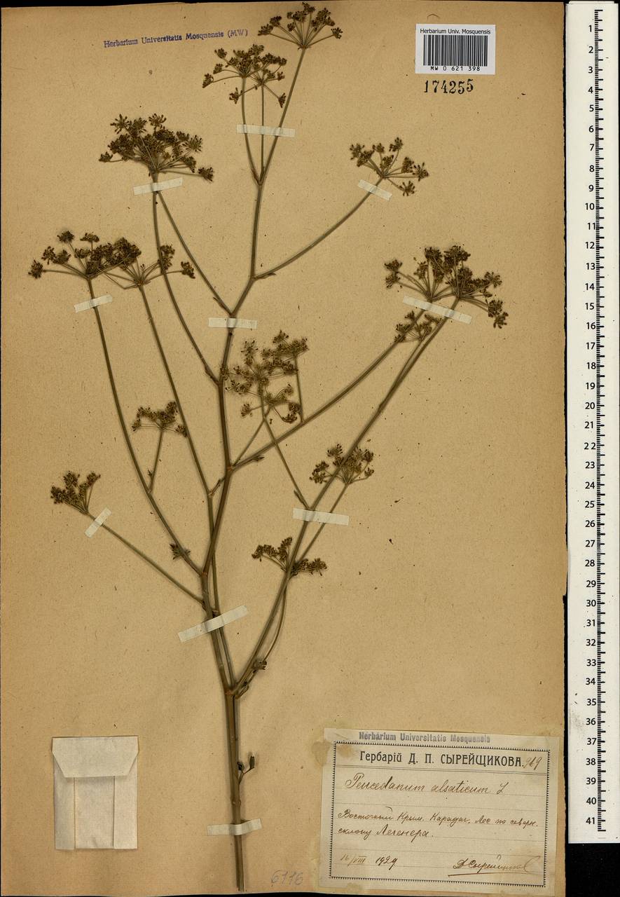 Xanthoselinum alsaticum (L.) Schur, Crimea (KRYM) (Russia)