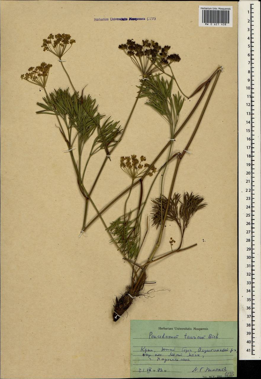 Peucedanum ruthenicum M. Bieb., Crimea (KRYM) (Russia)