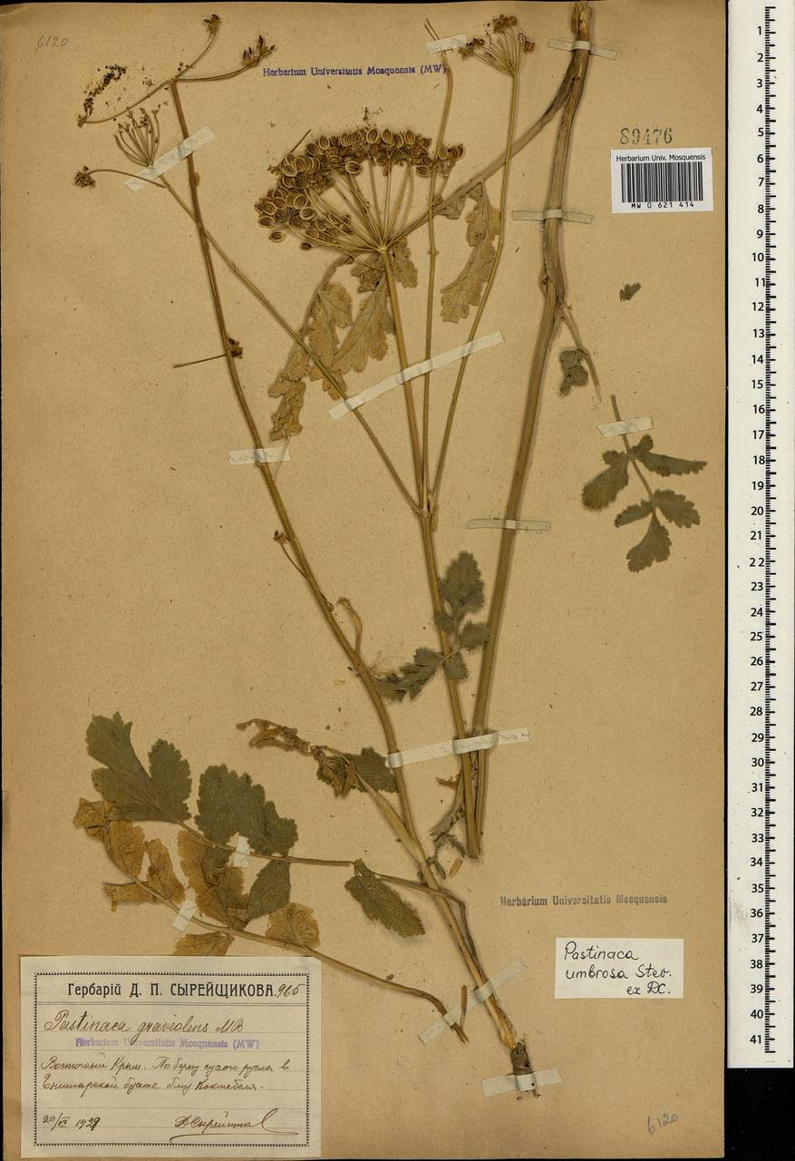 Pastinaca sativa subsp. urens (Req. ex Godr.) Čelak., Crimea (KRYM) (Russia)