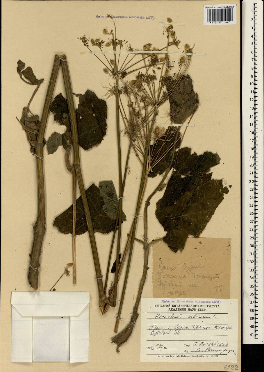 Heracleum sphondylium subsp. sibiricum (L.) Simonk., Crimea (KRYM) (Russia)