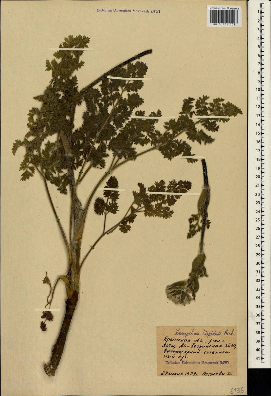 Silphiodaucus hispidus (M. Bieb.) Spalik, Wojew., Banasiak, Piwczyñski & Reduron, Crimea (KRYM) (Russia)