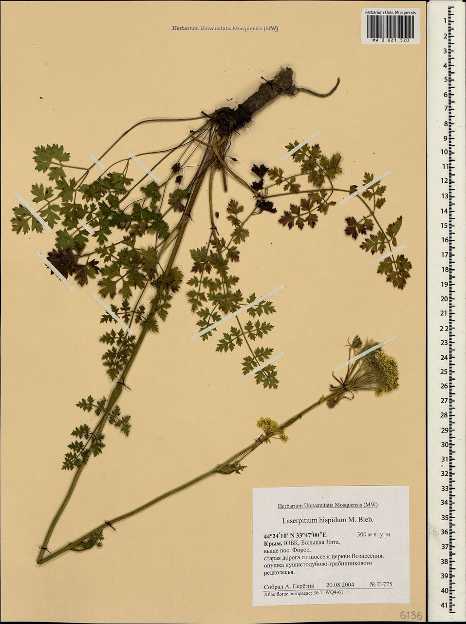 Silphiodaucus hispidus (M. Bieb.) Spalik, Wojew., Banasiak, Piwczyñski & Reduron, Crimea (KRYM) (Russia)