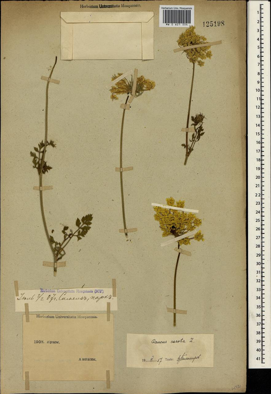 Daucus carota L., Crimea (KRYM) (Russia)