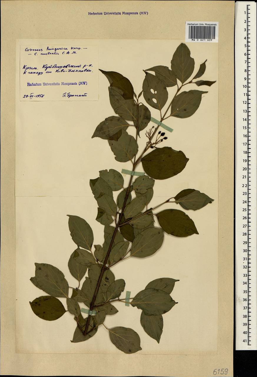 Cornus sanguinea subsp. australis (C.A.Mey.) Jáv., Crimea (KRYM) (Russia)