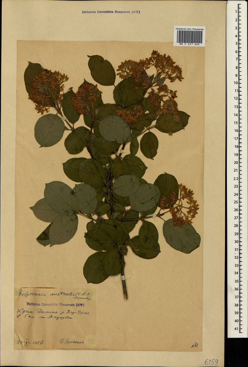 Cornus sanguinea subsp. australis (C.A.Mey.) Jáv., Crimea (KRYM) (Russia)