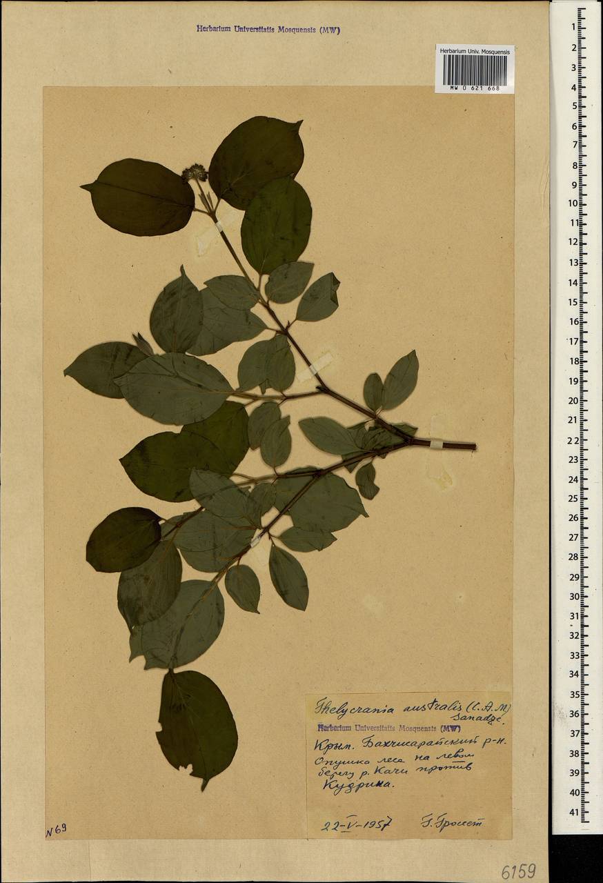 Cornus sanguinea subsp. australis (C.A.Mey.) Jáv., Crimea (KRYM) (Russia)