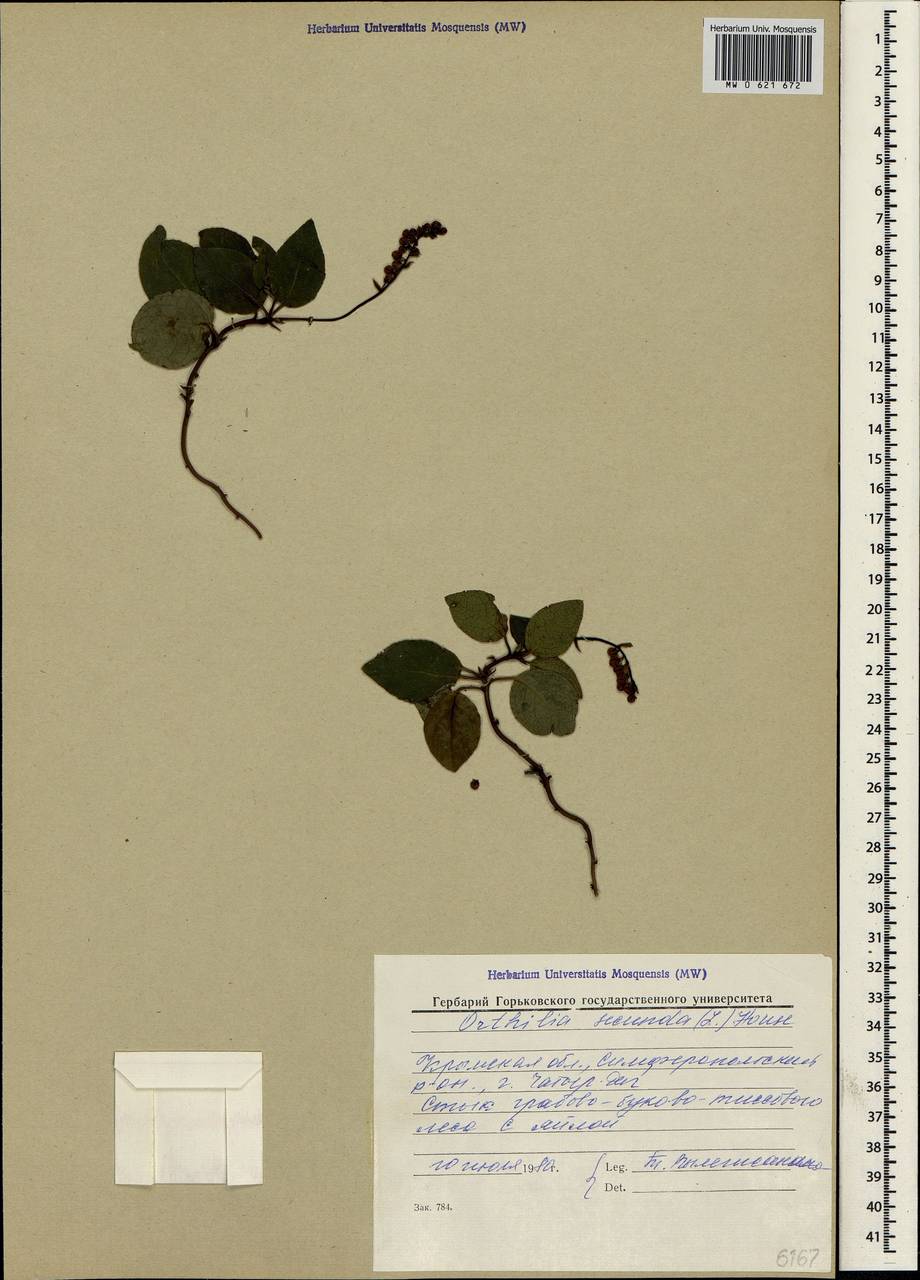 Orthilia secunda (L.) House, Crimea (KRYM) (Russia)