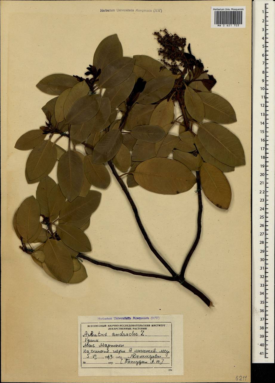 Arbutus andrachne L., Crimea (KRYM) (Russia)