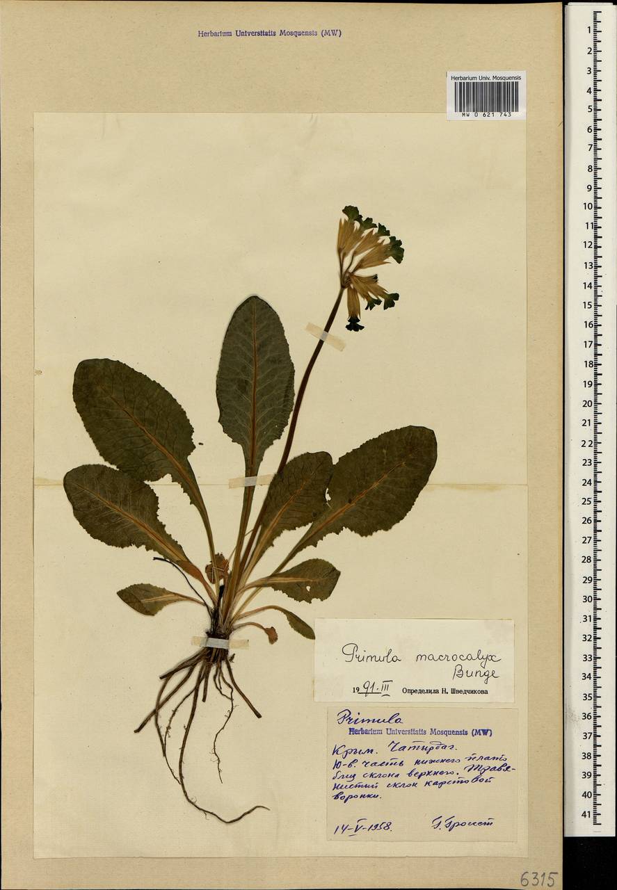 Primula veris subsp. macrocalyx (Bunge) Lüdi, Crimea (KRYM) (Russia)