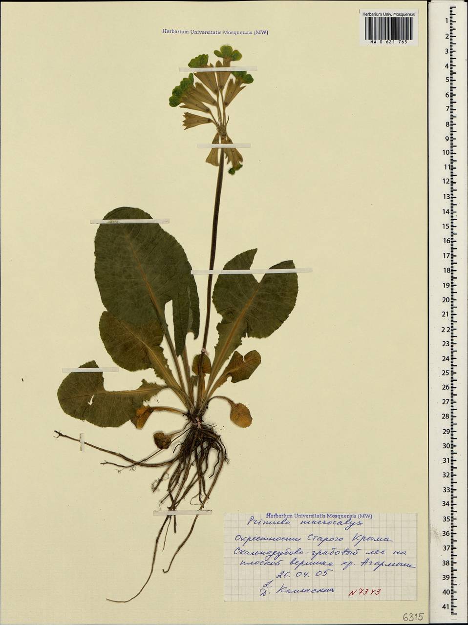 Primula veris subsp. macrocalyx (Bunge) Lüdi, Crimea (KRYM) (Russia)