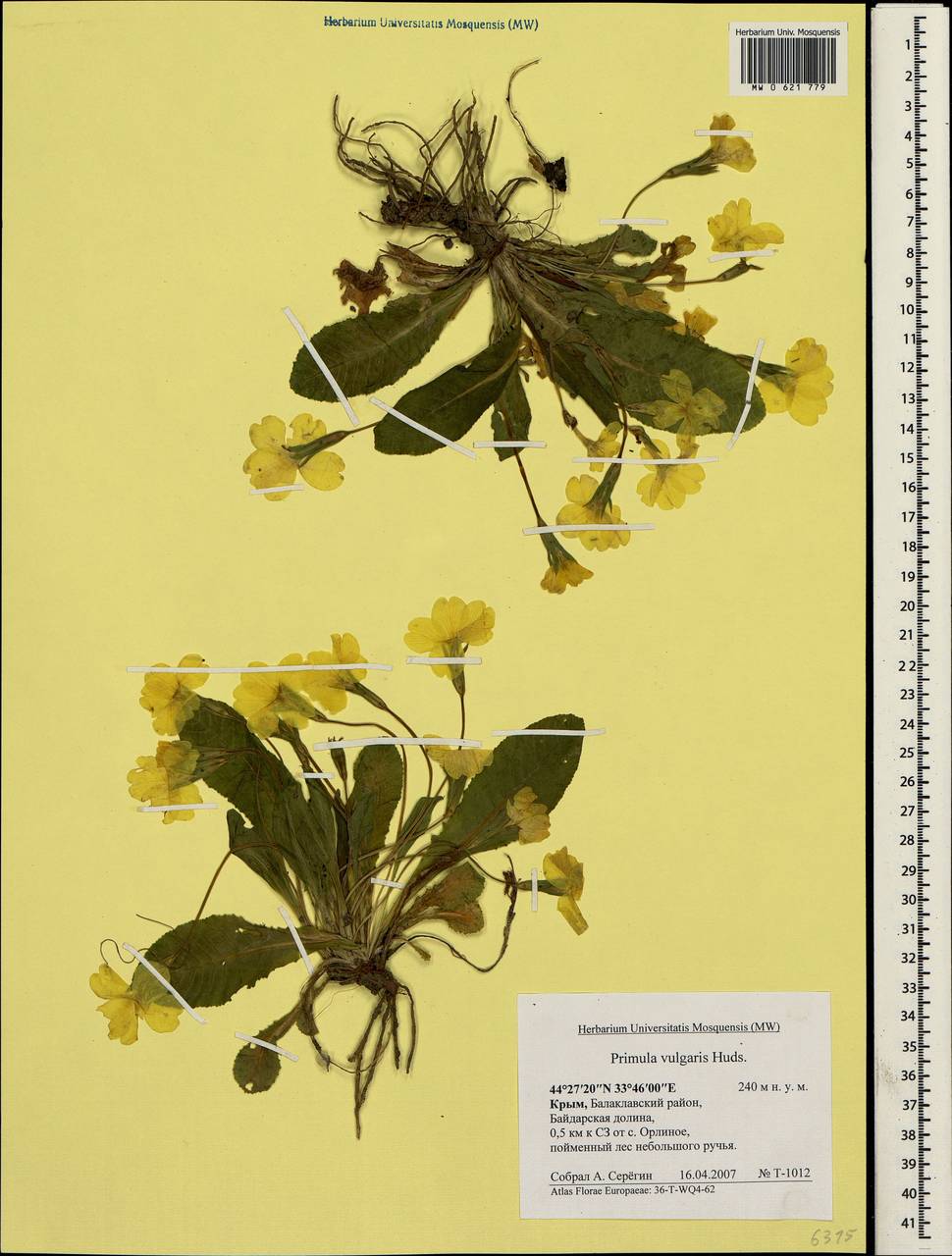 Primula vulgaris, Crimea (KRYM) (Russia)