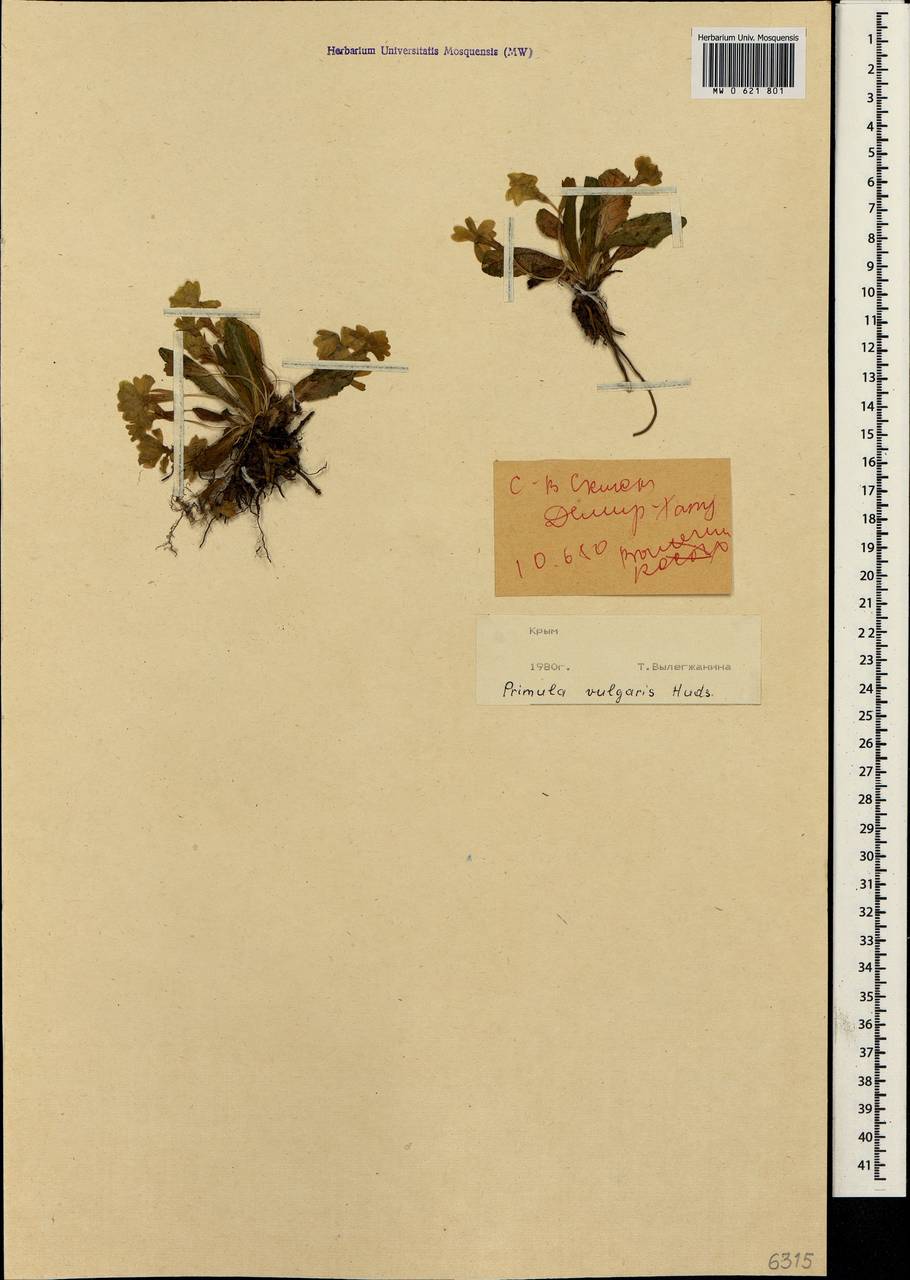Primula vulgaris, Crimea (KRYM) (Russia)