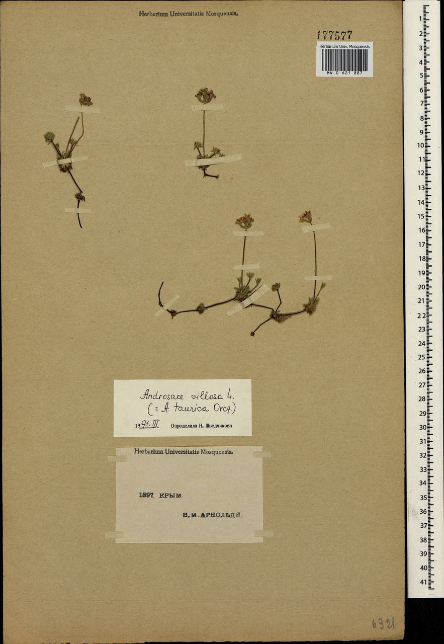 Androsace villosa L., Crimea (KRYM) (Russia)