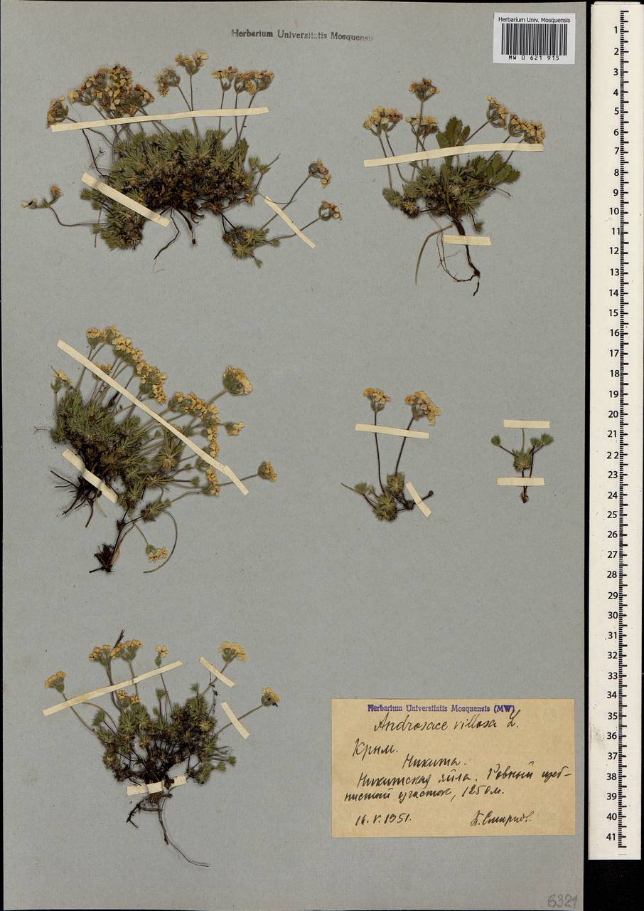 Androsace villosa L., Crimea (KRYM) (Russia)
