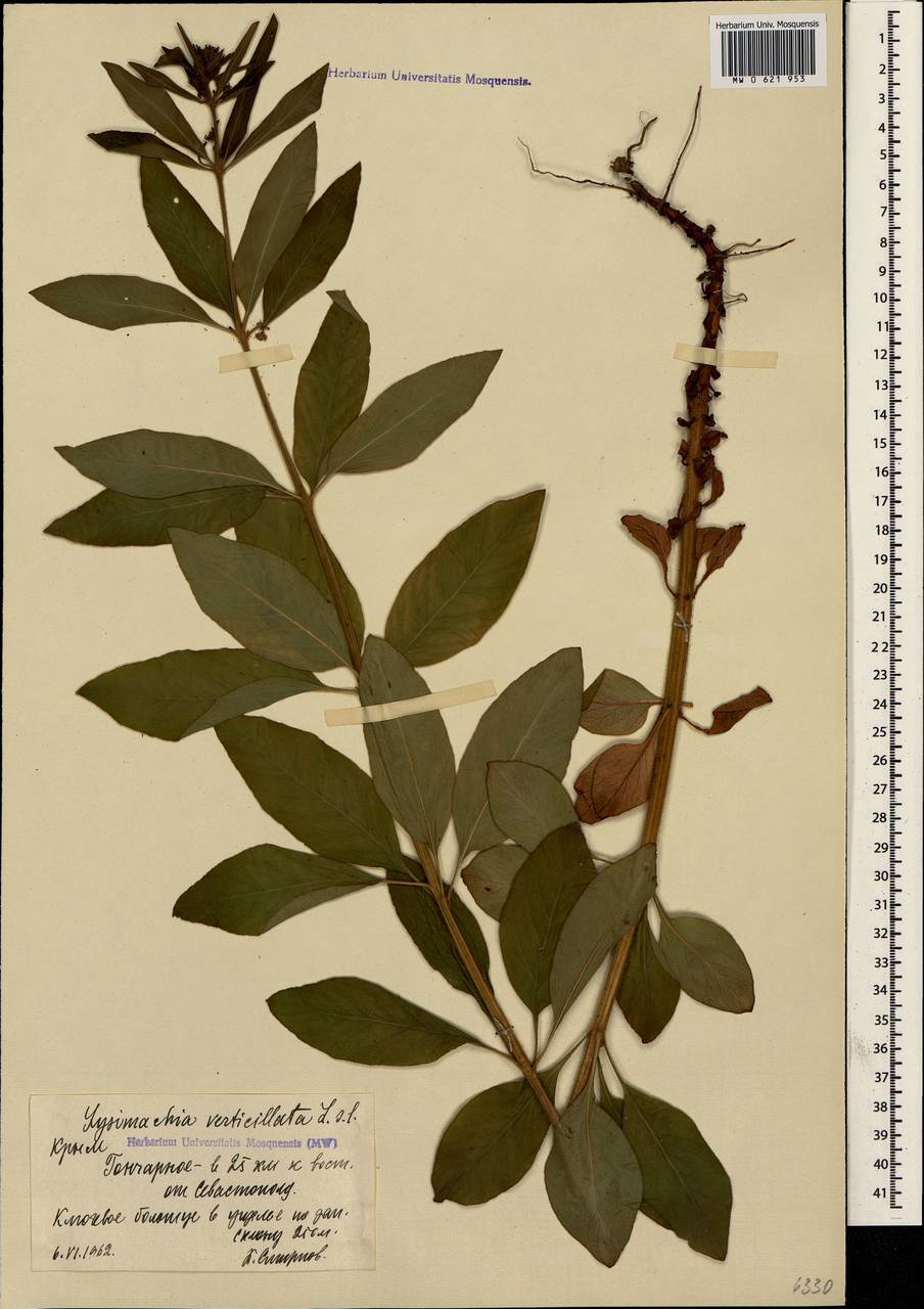 Lysimachia verticillaris Spreng., Crimea (KRYM) (Russia)