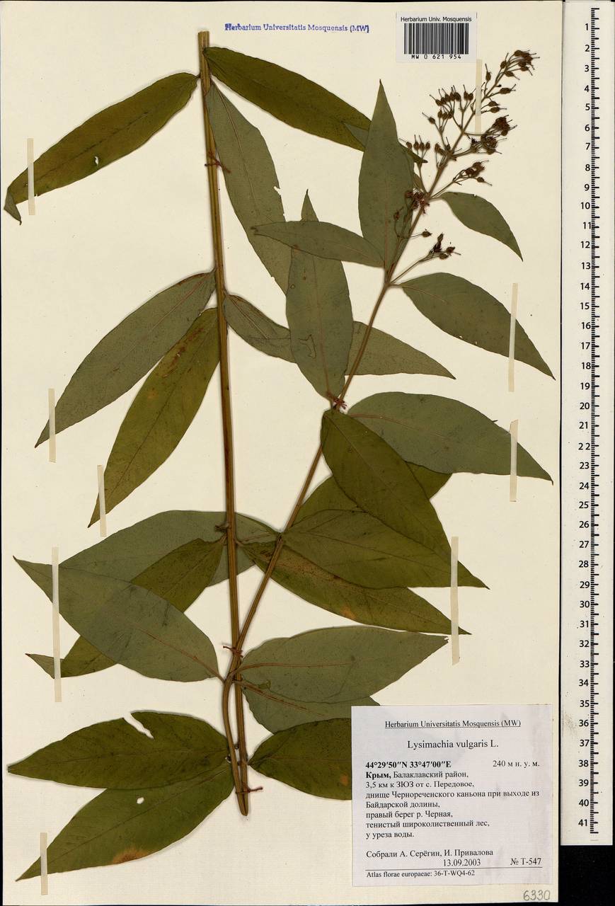 Lysimachia vulgaris L., Crimea (KRYM) (Russia)