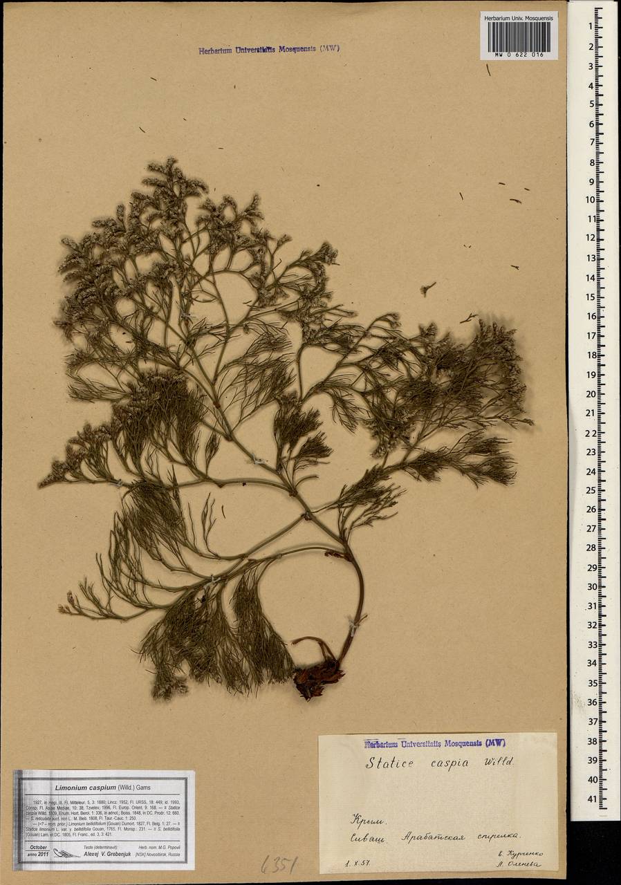Limonium bellidifolium (Gouan) Dumort., Crimea (KRYM) (Russia)