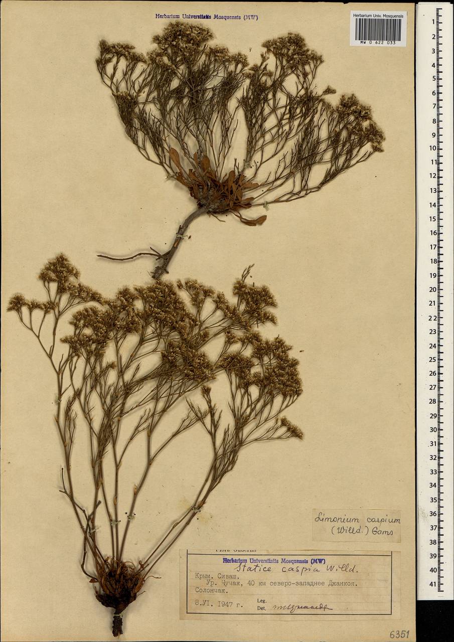 Limonium caspium (Willd.) Gams, Crimea (KRYM) (Russia)