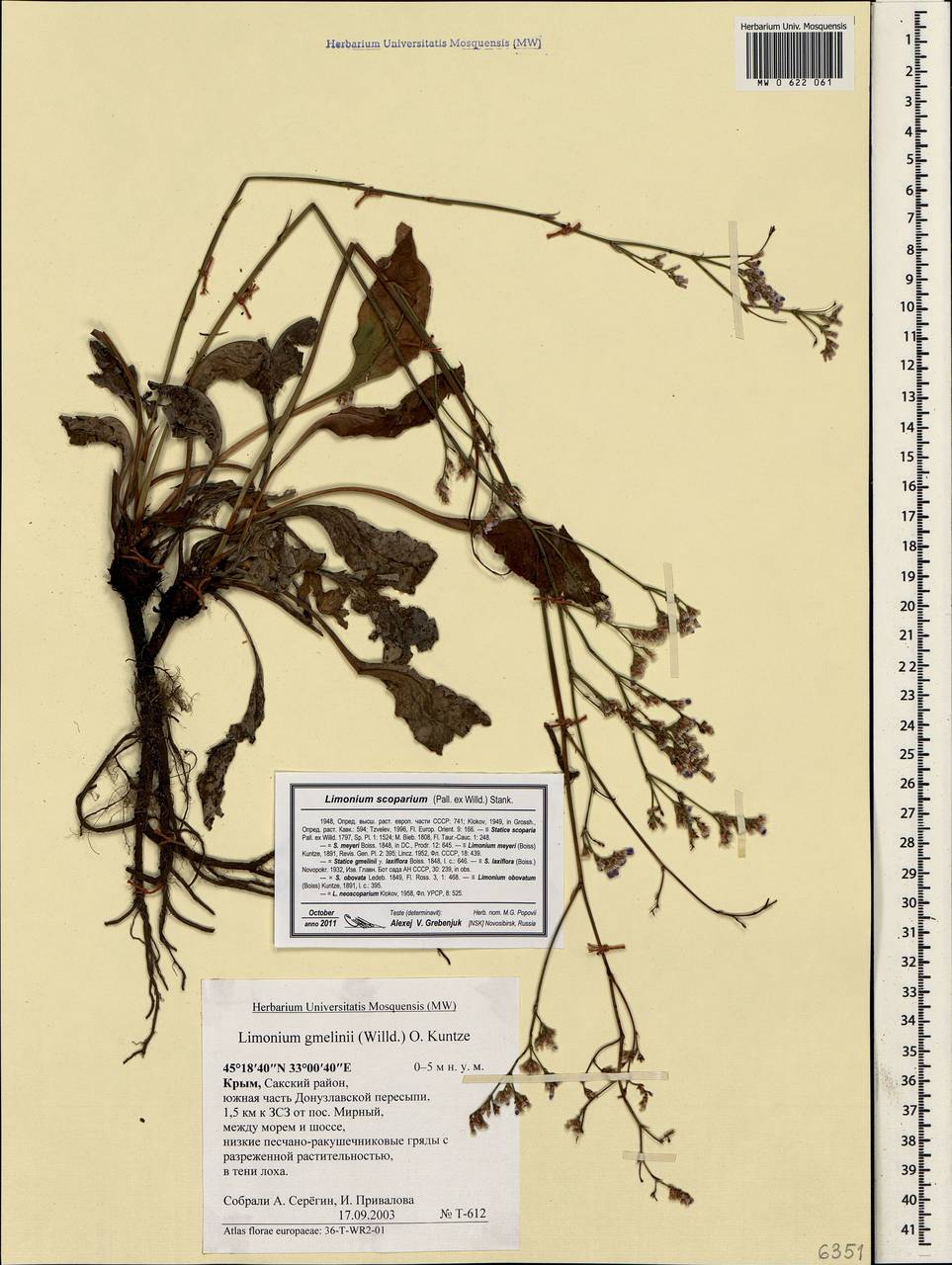 Limonium gmelinii (Willd.) Kuntze, Crimea (KRYM) (Russia)