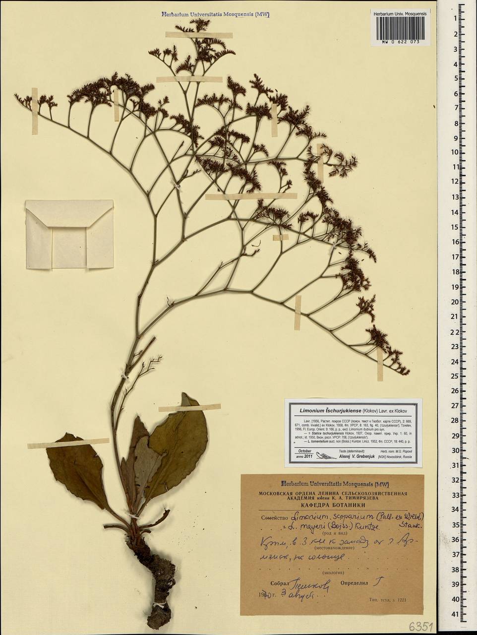 Limonium meyeri (Boiss.) Kuntze, Crimea (KRYM) (Russia)